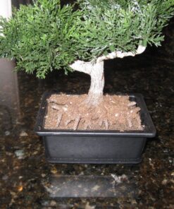 Nearly Natural 4122 8.5in. Bonsai Silk Plant Collection (Set of 3),Green 24 8115ATsm7xL