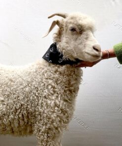 Tuft & Needle - Legacy Original King Mattress, Medium-Firm Feel, Cooling, Pressure Relief, CertiPUR-US, 100-Night Trial 49 81188ztzHcL 1