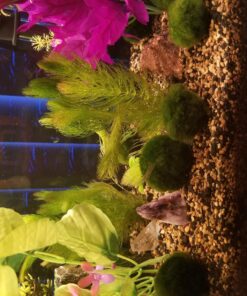Microsorum Java Fern and Hornwort | Easy Low Light Aquarium Plants 40 811BizzYsrL