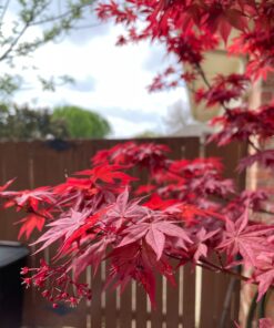 Hydrofarm 752289500411 FX14055 FoxFarm Happy Frog Japanese Maple Fertilizer, 1-Pack 10 811EB5V4JsL