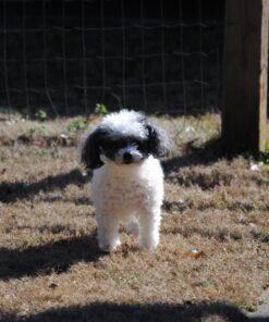 Duralactin 180 Count Chew Tablets, 1000mg, Vanilla Flavor 17 811WJ8hucdL