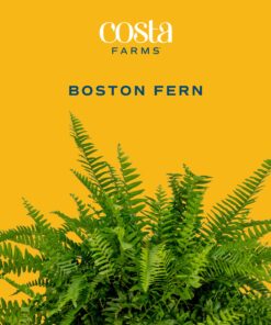 Alternative view of Costa Farms Boston Fern, Indoor or Outdoor Premium Live Fern Plant, Potted in Hanging Basket Nursery Pot, Soil Potting Mix, Housewarming, Beautiful Home Patio, Porch, Room Décor, 2-Feet Tall and Wide 1-2 Feet Tall