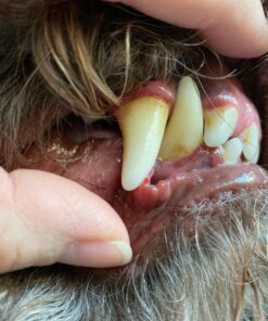 Proden PlaqueOff Dental Care for Dogs and Cats, 180gm 38 811bExWTgL