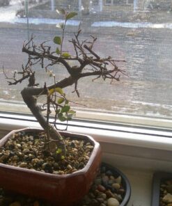 9GreenBox Chinese Elm Bonsai Tree Style 8 56 811ekZliMzL