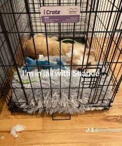 MidWest Homes for Pets Newly Enhanced Single Door iCrate Dog Crate, Includes Leak-Proof Pan, Floor Protecting Feet , Divider Pane l & New Patented Features 40 811kuzHz1xL 1