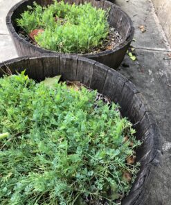 Orange California Poppy Seeds, Bulk Pack of 8 Oz, 150,000+ Seeds by Seeds2Go 25 811lg9FIsjL