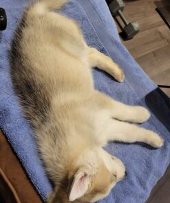 The Pet Portal Self Cleaning Dog Brush for Shedding Slicker Brush Cat Long Haired Pet Brush Grooming Deshedding Supplies - Small Pets Black 29 811q4n6xZaL