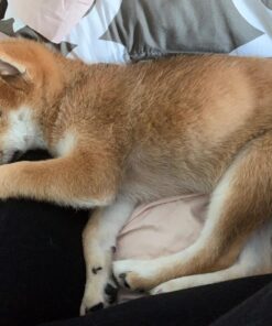 Solid Gold SeaMeal Multivitamin for Cats & Dogs - Kelp Powder Cat & Dog Supplement - Omega 3 & Digestive Enzymes for Skin & Coat, Gut + Immune Support - 1 LB 55 811w3XUS1VL 1