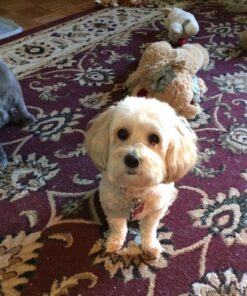 CESAR Adult Wet Dog Food Classic Loaf in Sauce Poultry Variety Pack,. Easy Peel Trays with Real Chicken, Turkey or Duck, 3.5 Ounce (Pack of 24) 3.5 Ounce (Pack of 24) multi 37 811yVoWdjKL