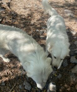 Activate II Flea and Tick Prevention for Dogs | 4 Count | Extra Large Dogs 55+ lbs | Topical Drops | 4 Months Flea Treatment 35 8125N6RNCEL