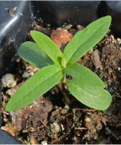 Seed Needs, Pink Common Milkweed Seeds - 100 Heirloom Seeds for Planting Asclepias syriaca - Perennial Flowers to Attract Monarch Butterflies & Other Pollinators (2 Packs) 2 Packs (200 Seeds) 13 812AE vq2GL