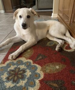 Rachael Ray Nutrish Premium Natural Dry Dog Food, Real Chicken & Veggies Recipe, 28 Pounds (Packaging May Vary) Dry Food 28 Pound (Pack of 1) 36 812HvvHRDEL