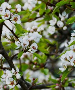 OM SYSTEM OLYMPUS M.Zuiko Digital 40-150mm F4.0-5.6 R Black For Micro Four Thirds System Camera, 3.75x Zoom Lens, Portable Design Standard Packaging 68 812HxLUydeL