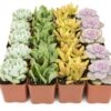 Succulents Plants Live (20PK) Potted Succulent Plants Live House Plants, Cactus Plants Live Plants Indoor Plants Live Houseplants, Indoor Plant Succulents Live Plant House Plant by Plants for Pets 20-PACK 38 812JRDLTxQL