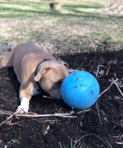 Jolly Pets Bounce-n-Play Dog Toy Ball, 8 Inches/Large, Blueberry, (Model: 2508 BB) Large (8 in) 36 812KjGDyPjL