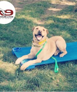 Sprogs Heavy Duty Childrens Standard 52"L Stackable Daycare Cots for Preschool Kids Sleeping, Resting, and Naptime, SPG-021-5, Blue (Pack of 6) Standard (52" L) 21 812Ku1G 5LL