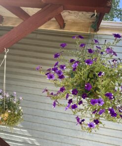 Scotts Super Bloom Water Soluble Plant Food, 2 lb - NPK 12-55-6 - Fertilizer for Outdoor Flowers, Fruiting Plants, Containers and Bed Areas - Feeds Plants Instantly 57 812MZsb0mwL