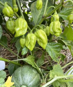 Hot Pepper Seeds - Organic Heirloom Chili Seed Variety Pack for Planting - Cayenne, Jalapeno, Habanero, Poblano, and More 50 812NYmLesLL