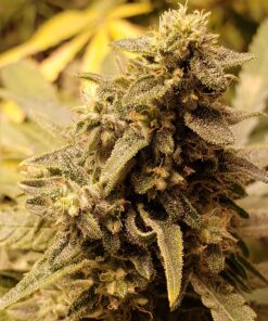 General Hydroponics FloraNectar FruitnFusion, Sweetener, 0-0-1, 1 qt., White 32 812Nez3beHL