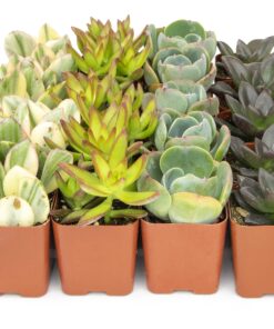 Succulents Plants Live (20PK) Potted Succulent Plants Live House Plants, Cactus Plants Live Plants Indoor Plants Live Houseplants, Indoor Plant Succulents Live Plant House Plant by Plants for Pets 20-PACK 39 812UpgTItWL