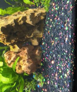 Staurogyne Repens Tissue Cultured - Foreground Aquarium Plant 45 812VpsgqmwL