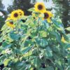 Burpee American Giants Hybrid Sunflower Seeds 50 seeds 30 812W8qHS8bL