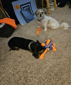 JW Pet Hol-ee Roller Dog Toy Puzzle Ball, Natural Rubber, Medium (4.5 Inch Diameter), Colors May Vary 20 812WrqSmUVL