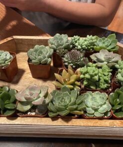 Succulents Plants Live (20PK) Potted Succulent Plants Live House Plants, Cactus Plants Live Plants Indoor Plants Live Houseplants, Indoor Plant Succulents Live Plant House Plant by Plants for Pets 20-PACK 67 812ZBlSyTDL