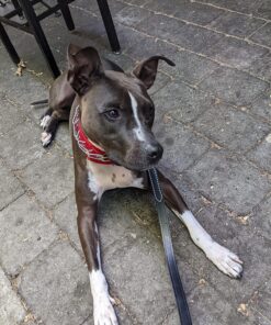 Life Line Pet Nutrition Wild Alaskan Fish Oil Omega-3 Supplement for Skin & Coat – Supports Brain, Eye & Heart Health in Dogs & Cats, 128oz 27 812bopp1XgL 1