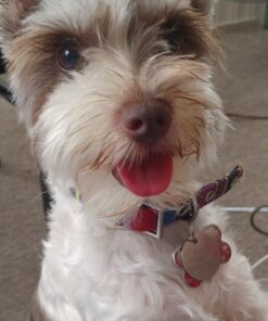 CESAR Adult Wet Dog Food Loaf & Topper in Sauce Rotisserie Chicken Flavor with Bacon & Cheese, 3.5 oz. Easy Peel Trays, Pack of 24 3.5 Ounce (Pack of 24) 32 812eLDXf83L 3