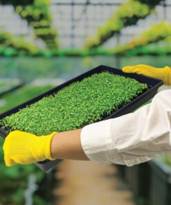 10 Plant Growing Trays (No Drain Holes) - 20" x 10" - Perfect Garden Seed Starter Grow Trays: for Seedlings, Indoor Gardening, Growing Microgreens, Wheatgrass & More - Soil or Hydroponic Black No drain holes 31 812fCYFKAnL