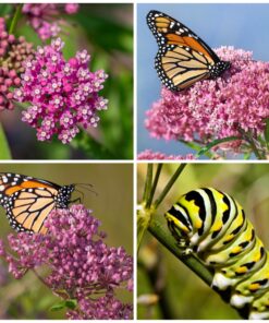 Seed Needs, Pink Swamp Milkweed Seeds for Planting (Asclepias incarnata) Heirloom, Open Pollinated & Untreated, Attracts Monarch Butterflies (2 Packs) 2 Packs (200 Seeds) 21 812qS35g2eL 1