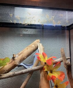 Praying Mantis Egg Case with Hatching Habitat Cup - 2 Praying Mantids Egg Cases 2 Egg Pod Habitat Cup 44 812tHg6jLgL