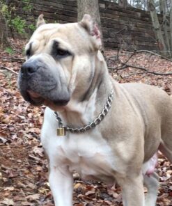 Eukanuba Adult Large Breed Dry Dog Food, 30 lb 30 Pound (Pack of 1) 36 812tzjfJp9L