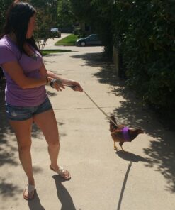 Chicken Harness (Purple, Small) Purple 3 812vJW2wDPL