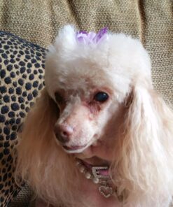 Ocu-GLO Vision Supplement for Small Dogs (45ct) 45 Gelcaps Small Dogs (10 lbs and Under) 19 8131xlKGnCL