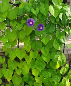 Seed Needs, Large 2.1 Ounce Package of 30,000+ Dazzling Blue Wildflower Seeds for Planting (99% Pure Live Seed Butterfly Attracting Wildflower Mixture - NO Filler) - Bulk 40 8133dD5BXkL