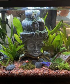 (Anubias Nana Petite Lava Stone) Anubias, Java Fern, Moss and More! Freshwater Live Aquarium Plants on Driftwood for Aquatic Tropical Fish Tank Decorations - Easy to Drop by Greenpro Anubias Petite Lava Stone 38 813564B2vsL