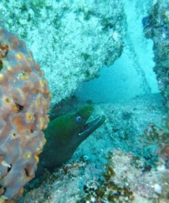 Fujifilm FinePix XP80 Waterproof Digital Camera with 2.7-Inch LCD (Yellow) Yellow 72 8135NDickOL