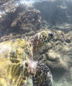 GoScope BOOSTplus- Telescoping Extension Pole/Monopod Compatible with New GoPro® Hero12, and DJI OSMO Action 4: Expands 17.5" Out to 40" 23 8137JqYLneL