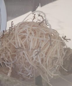 Praying Mantis (5) Egg Cases with Habitat Cup- 5 Egg Cases & 1,500 Live Ladybugs 43 8138jsHtH6L 2