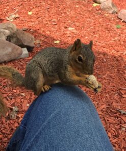 Wakefield Extra Large Virginia Peanuts for Animals, 25 LBS Peanut 25 Pound (Pack of 1) 39 8138wYpi fL