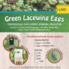 Green Lacewing 1000 Eggs - Good Bugs - Aphid Exterminator by The Future 44 813D2gYpdWL