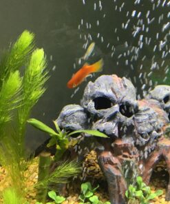 Microsorum Java Fern and Hornwort | Easy Low Light Aquarium Plants 28 813FuXM5YL