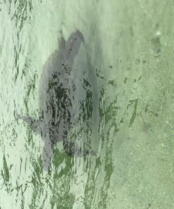 GoPro HERO Session Waterproof Digital Action Camera Camera Only 41 813SRMQBGHL