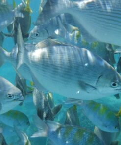 Fujifilm FinePix XP80 Waterproof Digital Camera with 2.7-Inch LCD (Yellow) Yellow 73 813SbBF9LrL