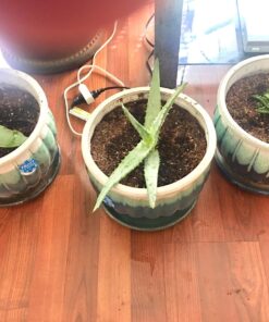 3 Different Aloe Plants - Easy to Grow/Hard to Kill! - 3" Pots 16 813Sxbjlk3L