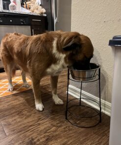 SPOT Elevated Dog Feeder, Stainless Steel, Single Bowl, Hygienic, Easy to Clean, Promotes Proper Posture, Ideal for Medium and Large Breeds, 14-Inch 34 813VZmxjTXL