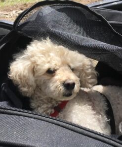 Pet Gear I-GO2 Roller Backpack, Travel Carrier, Car Seat for Cats/Dogs, Mesh Ventilation, Included Tether, Telescoping Handle, Storage Pouch 22.0"L x 13.5"W x 16.0"H 58 813XdG5ZA1L