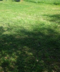 Sun Joe MJ401E 14-Inch 12-Amp Electric Lawn Mower w/Collapsible Handle for Storage, 3-Position Height Control, 10.6-Gallon Bag, Green Original Version 56 813XmElyTL